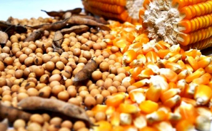 Milho: USDA aponta redução na estimativa da safra brasileira