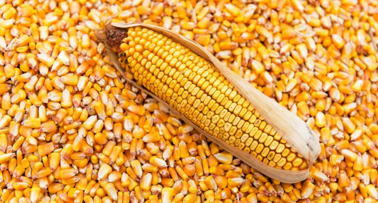 Ampla oferta global mantém mercado do milho estagnado