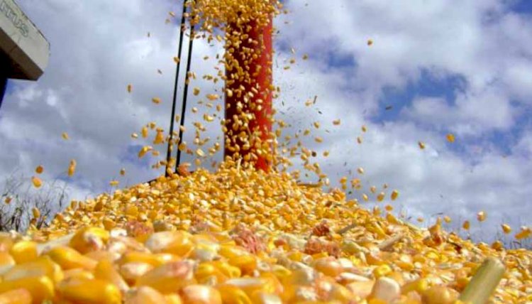 Câmara aprova projeto que dá benefício fiscal a produtores de milho