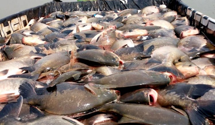 Consumo de peixe aumenta 53% em dez anos e brasileiro substitui bacalhau por duas espécies